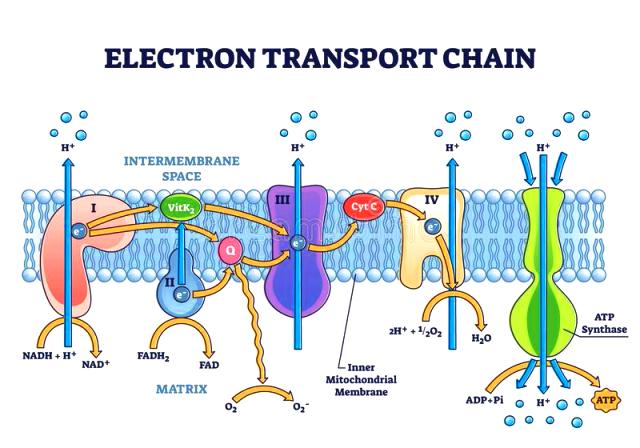 mg electron-transport-chain-as-respiratory-embeddedmg -transporters-outline-diagram-electron-transport-chain-as-respiratory-embedded-235345232