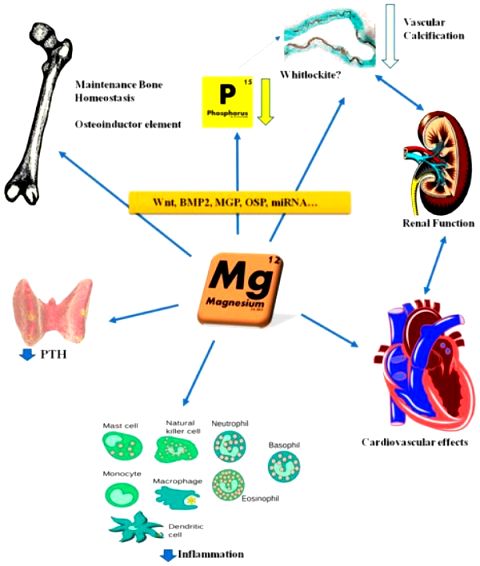 mg nnnnnBiological-role-of-magnesium