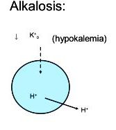 • As hydrogen ions move into and out of the cells in the body, there is a corresponding movement of potassium in the opposite direction by ion transport proteins that link hydrogen ion movement to potassium ion movement. This movement helps maintain electrical balance inside the cells. Alkalosis: Acidosis: H+ K+o.  (hypokalemia) K+ H+ K+o.  H+ (hyperkalemia)