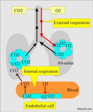 AB Acid-base-lung-role-respiration-1