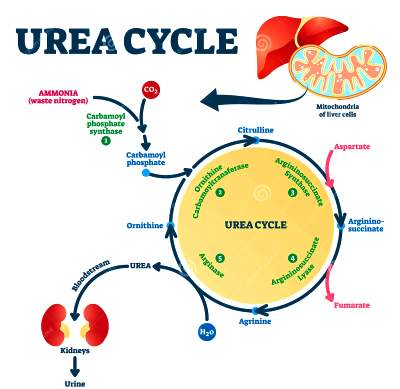 AB urea-cycle-vector-illustration-labeled-educational-ornithine-explanation-scheme-anatomical-biochemical-reactions-produce-168182127