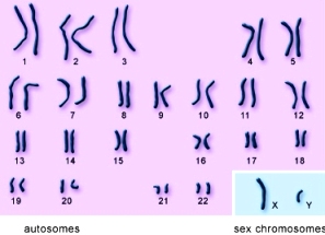 dna-chromosomes