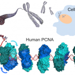 pcna DeMarch_figure