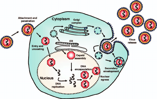 zil Life-cycle-of-HCMV-in-a-human-cell-HCMV-enters-human-cells-either-through-direct-fusion
