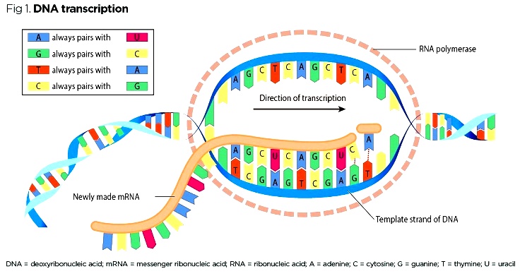 zil incl-3044294_Fig-1-DNA-transcription