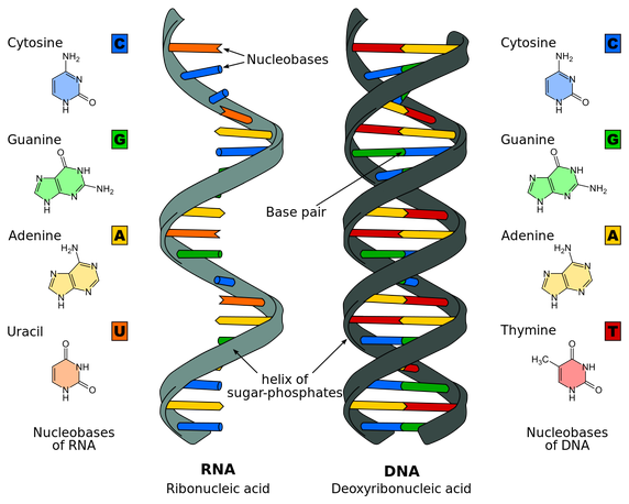 zil incl-DNA-main-qimg-5398cece5f635d3f1cead383ef3766f5