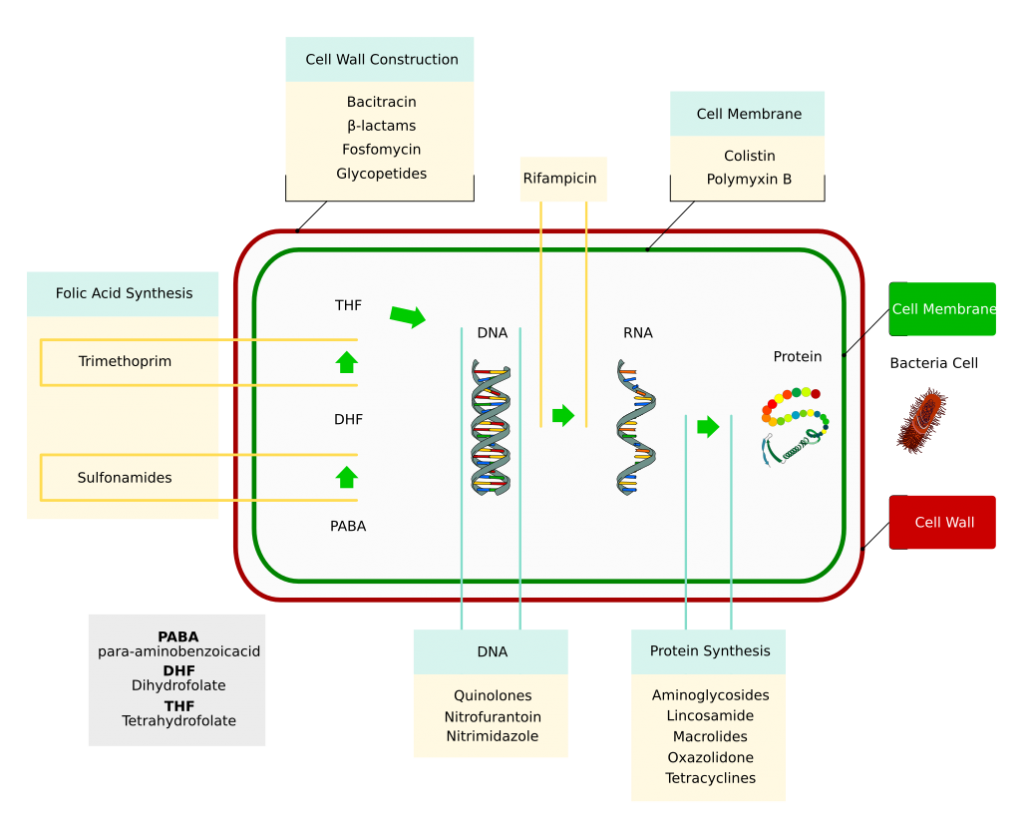 Antibiotics_action.svg