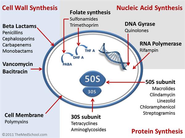 antibiotics_mechanisms_of_action